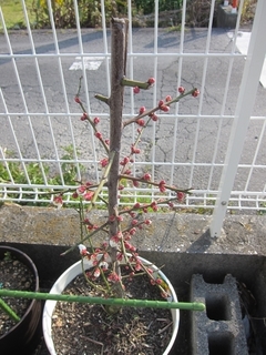 s-IMG_1850.jpg
